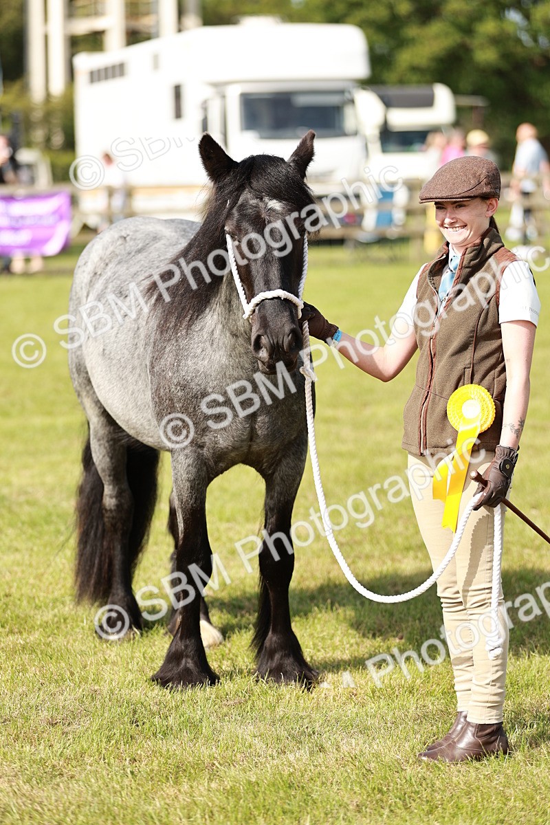 SBM_01576 - Class 14-23 - Mountain & Moorland In Hand Non Welsh