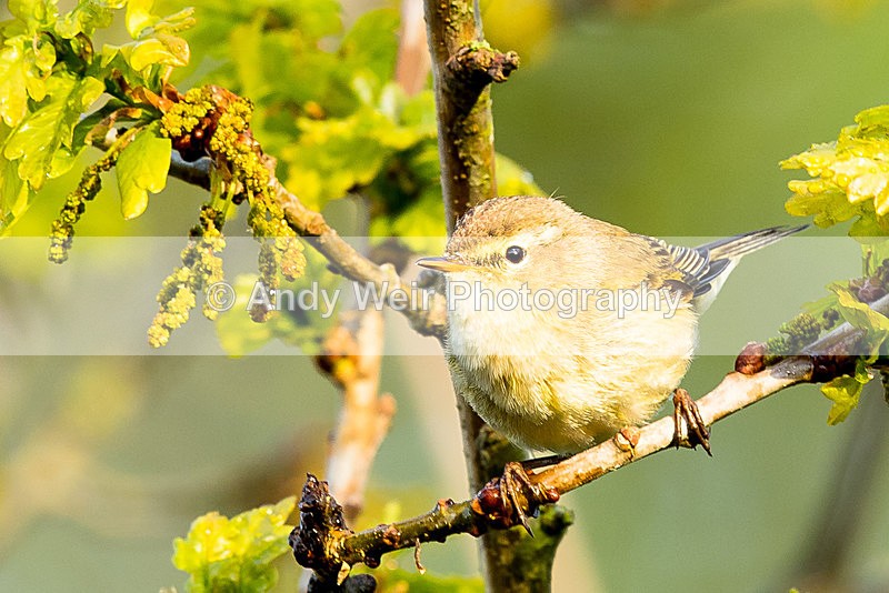 20150503-8E0A8933 - Chiffchaff