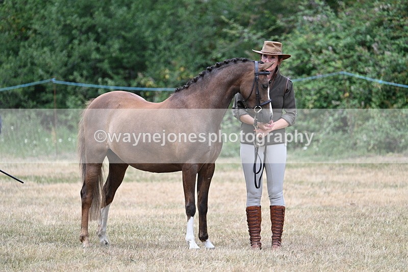 WJ7_1476 - Class 4 Prettiest Mare up to 14.2hh in hand