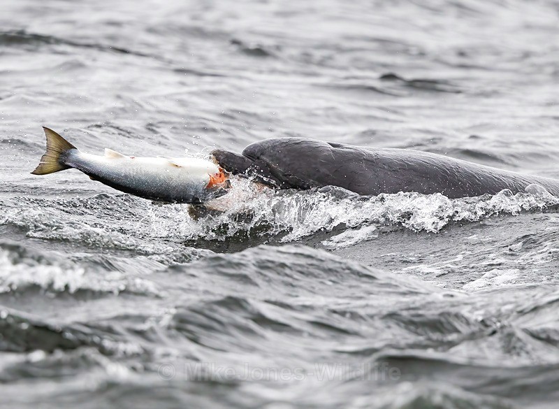 Chanory point, Bottle nose dolphins - Dolphins, Whales & Orcas. Scotland, Iceland, Azores & Madeira