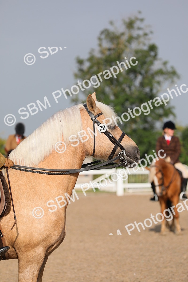 SBM_10103 - Class 302 Ridden M&M -Large Breeds