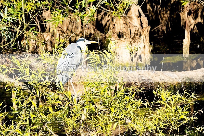 20180703untitled8E0A3042 - Grey Heron