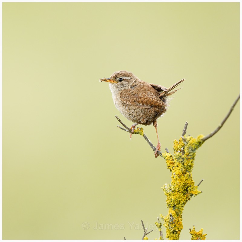 Wren with Orb Spider  - Latest Work