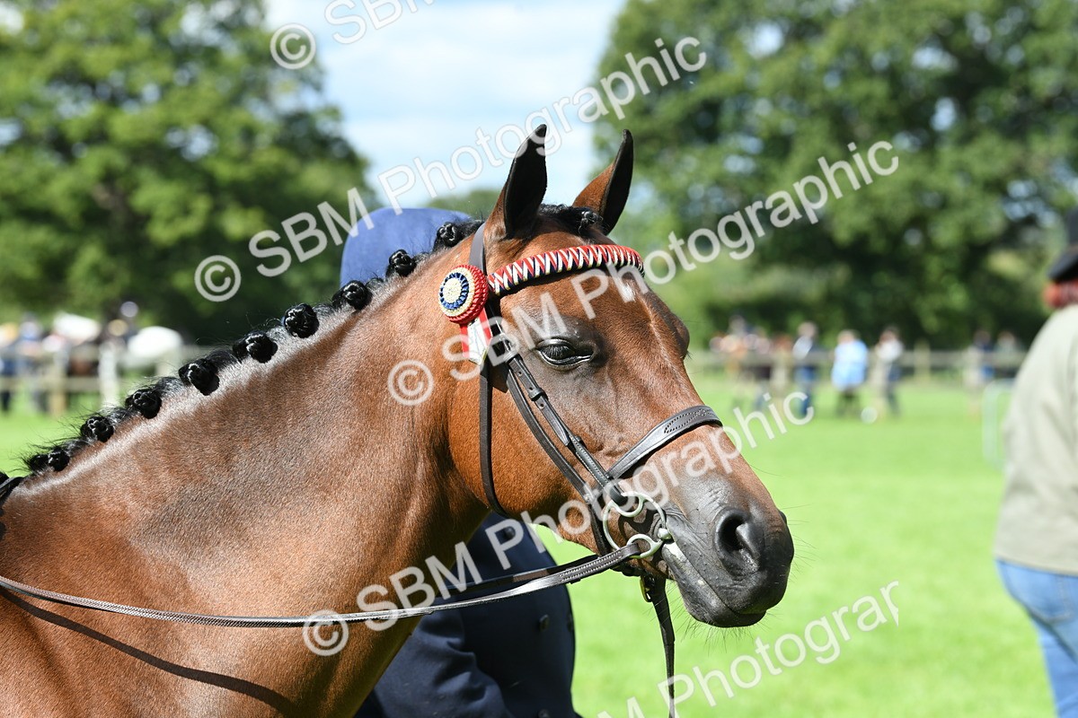 SBM_41234 - S19 - Lead Rein Show & Show Hunter Pony