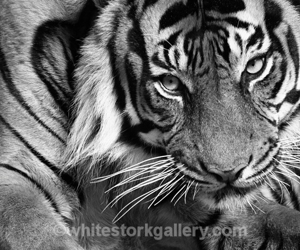 Indochina Tiger - Wildlife and Animals