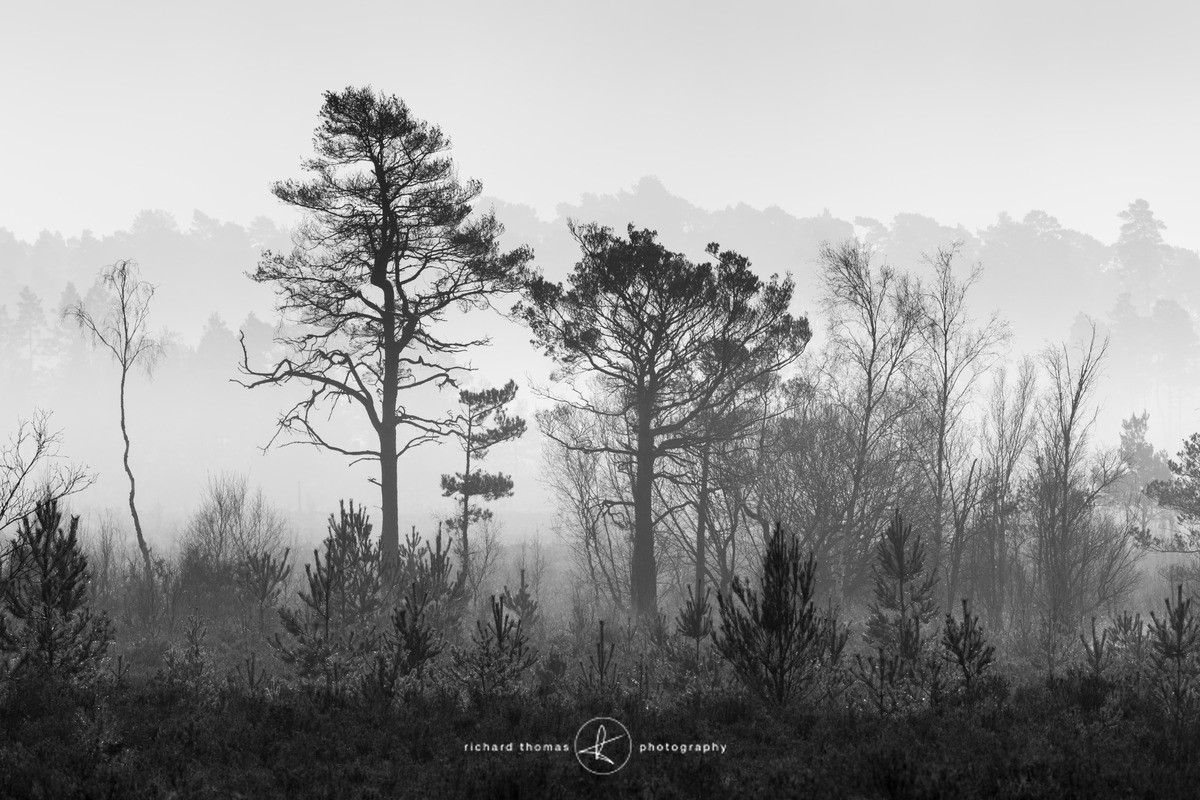 Misty mixture. - Mono Mist Trees