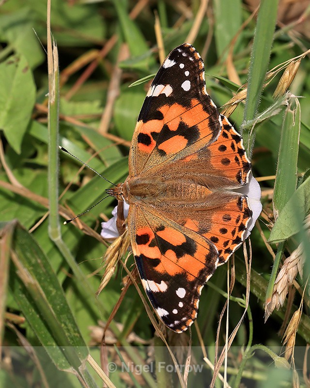 Painted Lady showing upper wings, Seven Barrows BBOWT Reserve - INSECTS