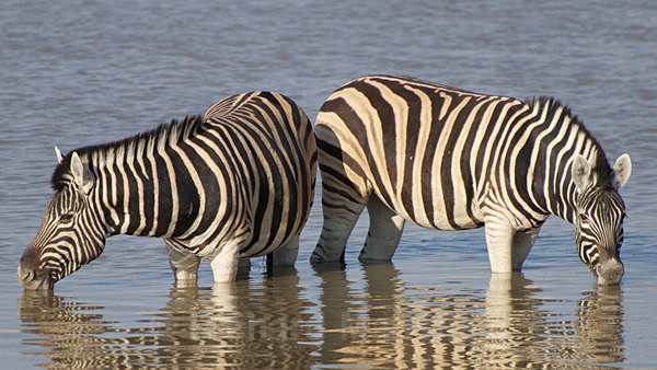  - African Journey