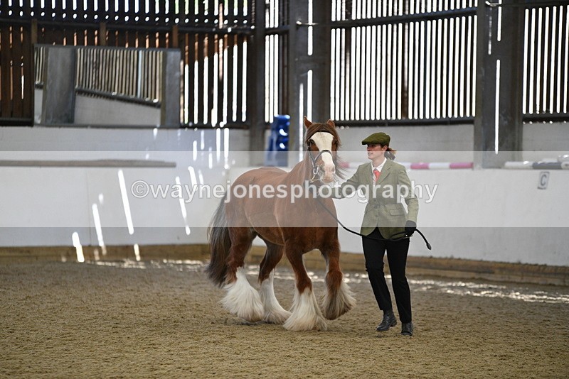 WJ5_5386 - Class 8 In hand cob