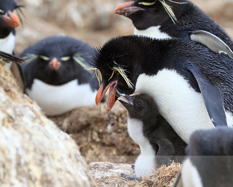 Rockhopper chick after having food, Cape Bougainville, Falklands - Rockhopper Penguin