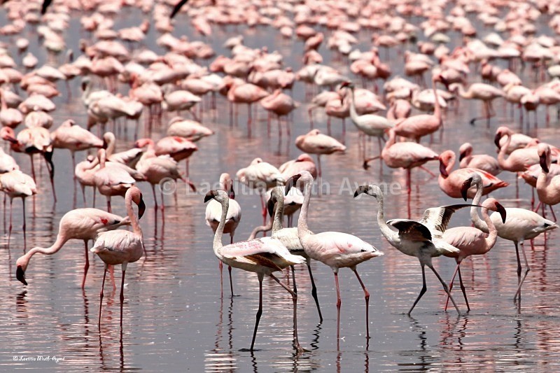 IMG_0571 Nakuru - Birds