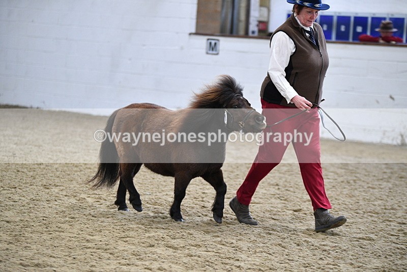 WJ5_5469 - Class 4 In hand M&M - small breeds