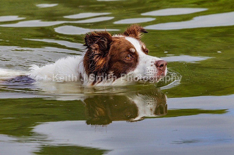0KJS9246 - Dogs in Abington Park