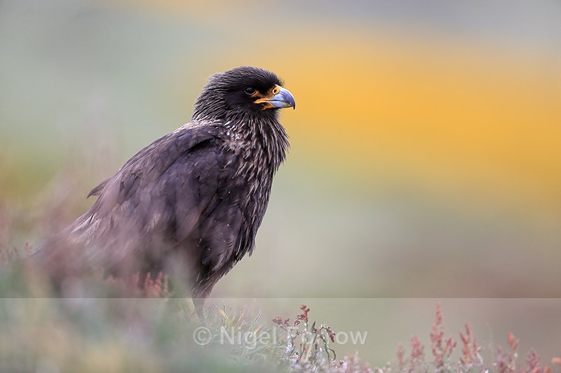 Striated Caracara (adult), Carcass Island, Falklands - Striated Caracara