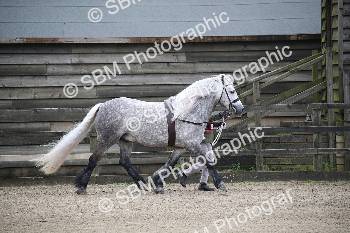 SBM_004055 - Class 1-4 - Young Stock classes Inc. In Hand Championship