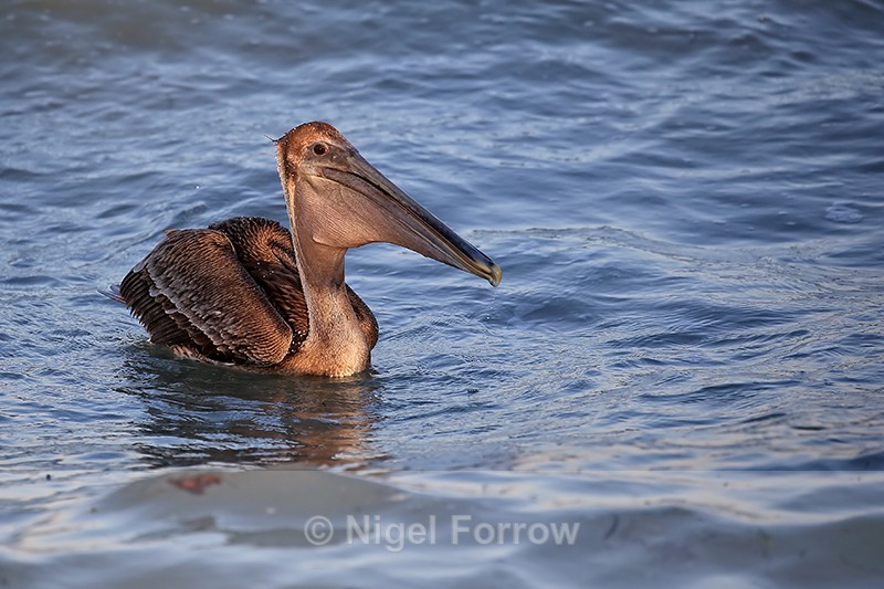 Brown Pelican with full gullet, Sanibel Island, Florida - Brown Pelican