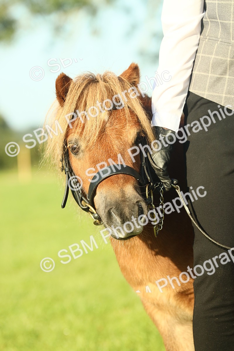 SBM_58444 - S37 - Starters In Hand Showing