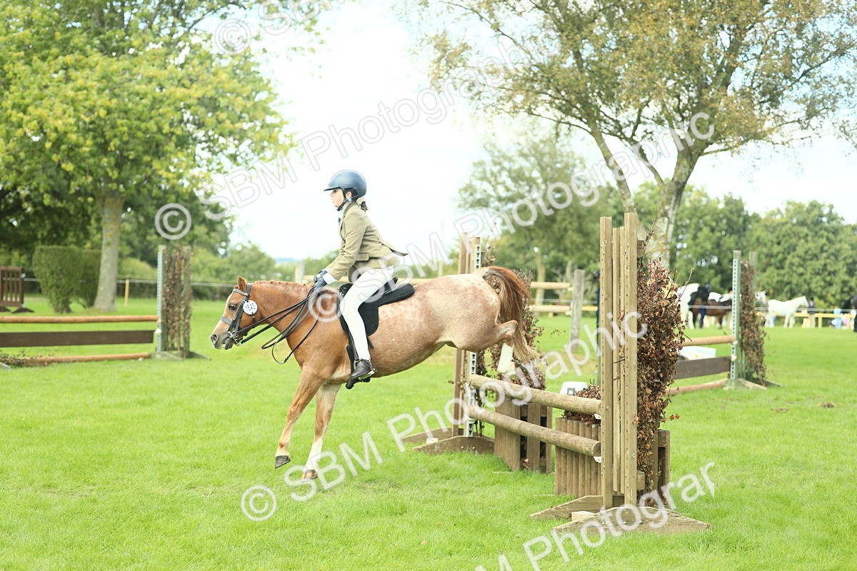 SBM_44682 - S31 - Working Hunter Pony