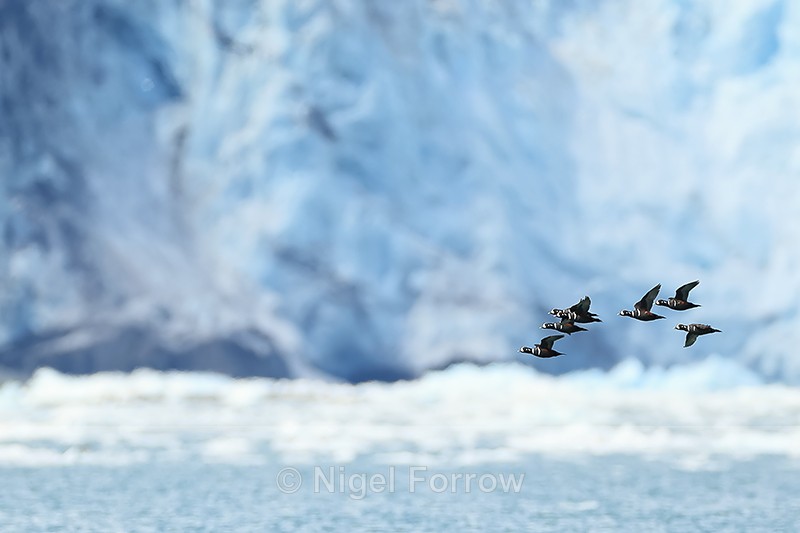 Harlequin Ducks flying across glacier front, Surprise Glacier, Alaska - Harlequin Duck