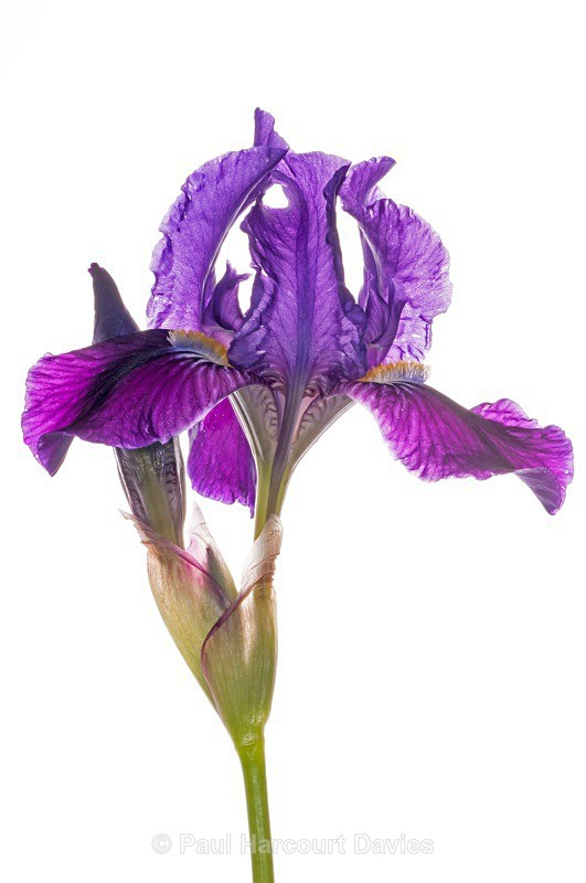 Twin-flowered Iris (Iris bicapitata) - Plants - WB