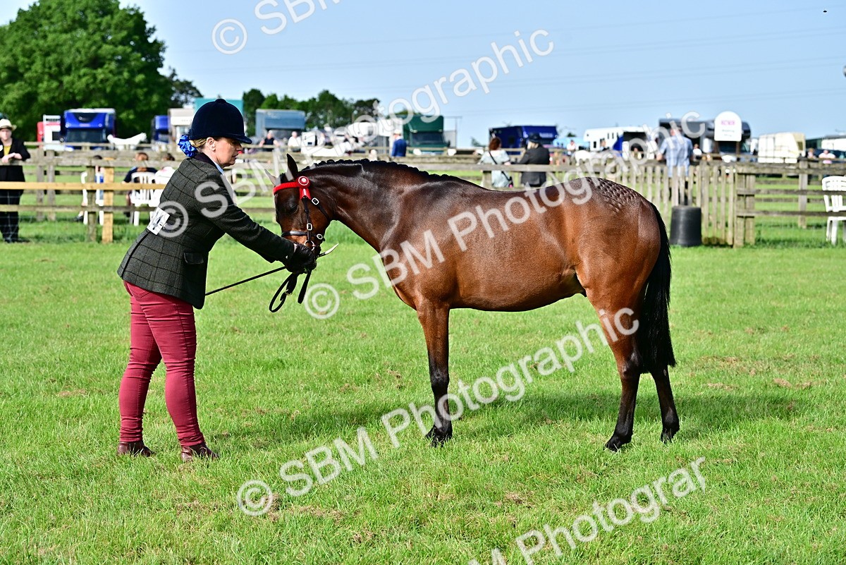 SBM_00953 - Class 46-49 - Arab and Part Bed-Anglo Arab In Hand