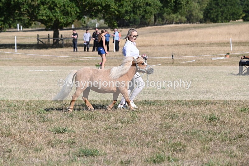 WJ6_7261 - Class 33 Rescue Pony