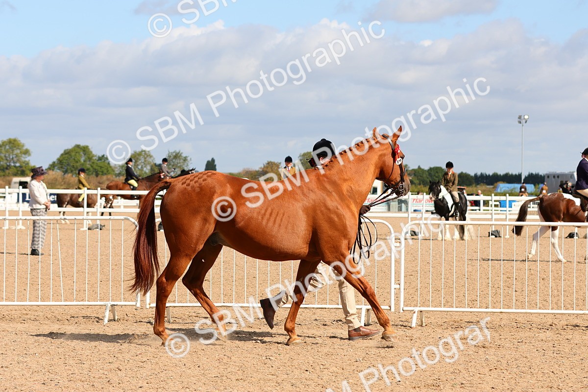 SBM_11164 - Class 208 - IH Veteran Horse