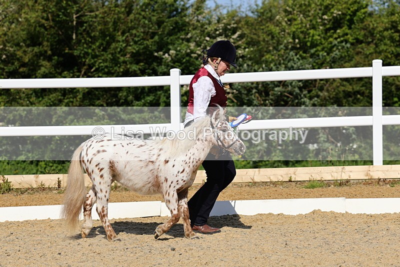 1X9A0717 - Class 3: Youngstock 1, 2, 3 year old not to exceed 153cm