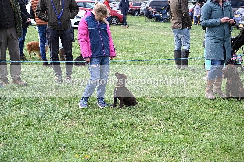 WJ6_8762 - Class 8 Best Working / Gun Dog or Bitch