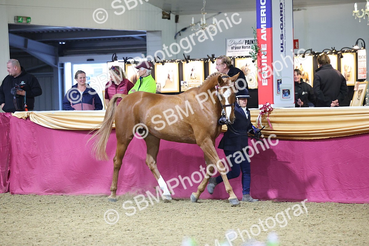 SBM_19087 - Class H Foreign Breeds Champ