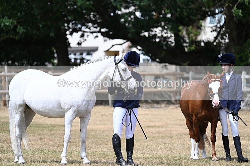 WJ7_1647 - Class 4 Prettiest Mare up to 14.2hh in hand