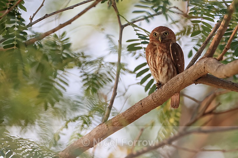 Ferruginous Pygmy-Owl perched, Pantanal, Brazil - Ferruginous Pygmy-Owl