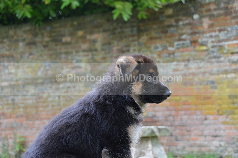  - German Shepherds