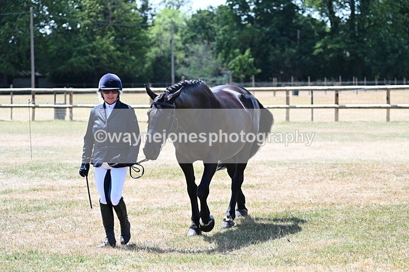 WJ7_2321 - Class 5a Most Handsome Gelding in hand (above 14.2hh)