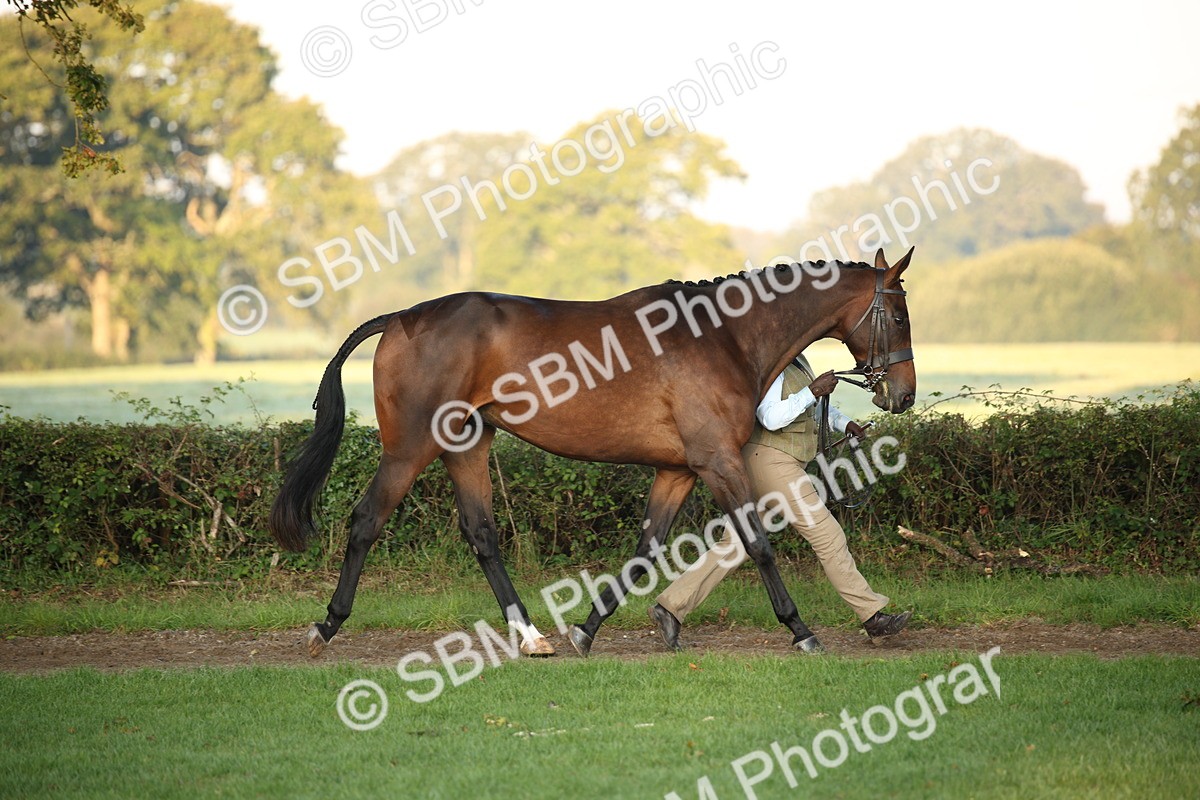 SBM_56831 - S49 - Riding Horse & Hack & Thoroughbred In Hand