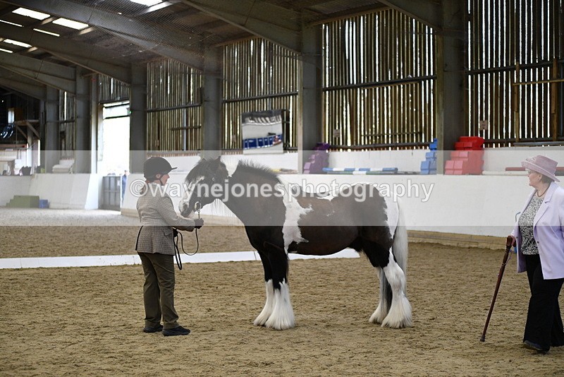 WJ5_5012 - Class 7 In hand coloured / odd coloured