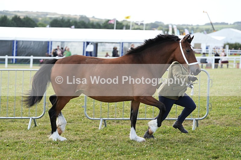 DSC05772 - Class 51: NPS M&M 4 years and over Large Breeds