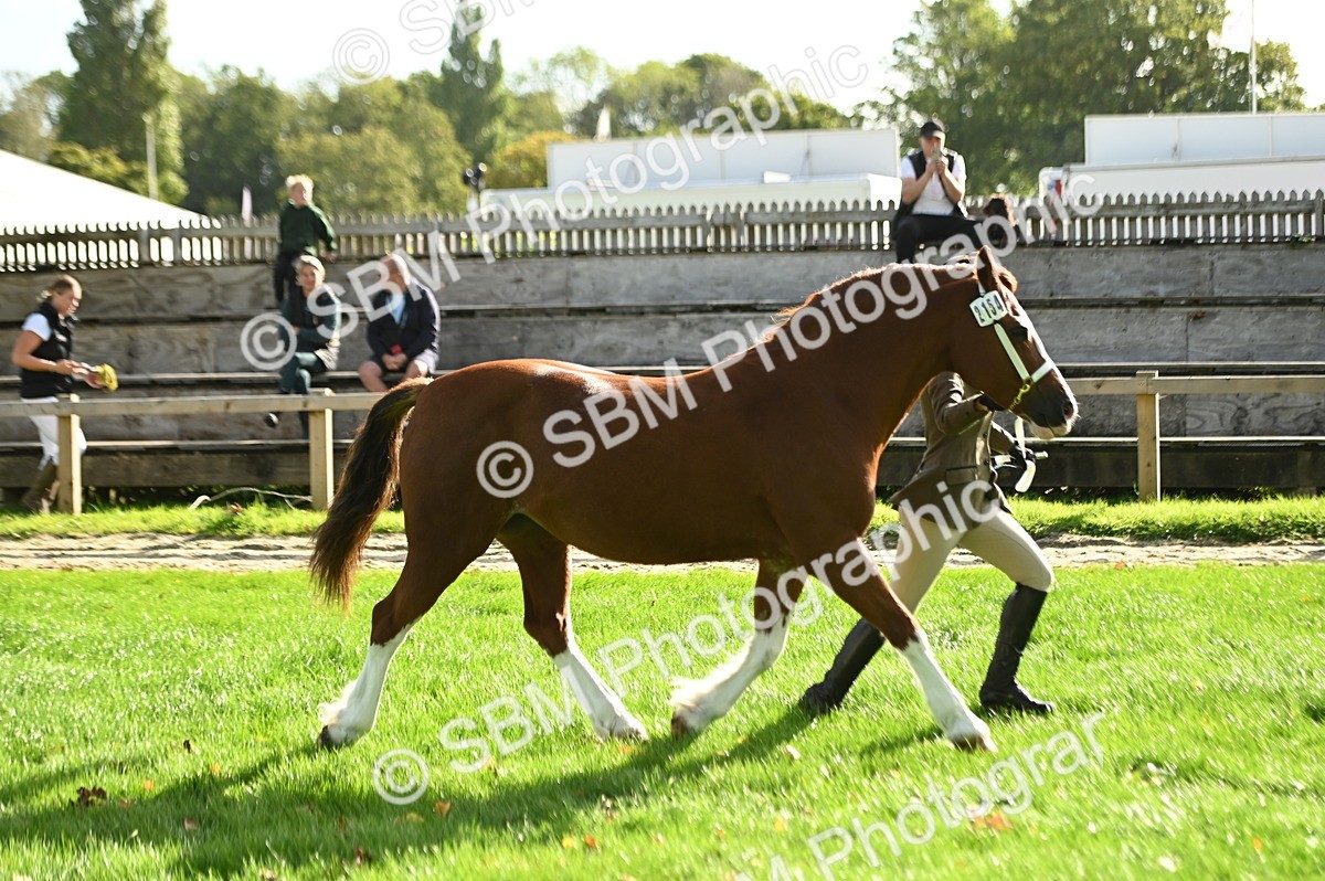 SBM_15968 - S1 - TSR in Hand Horse & Pony Showing