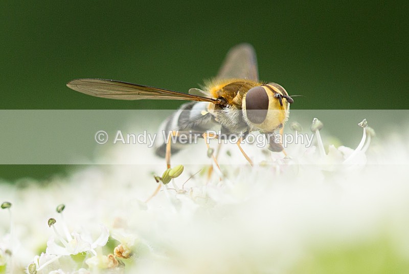 20130823-3K8A5604 - Insects