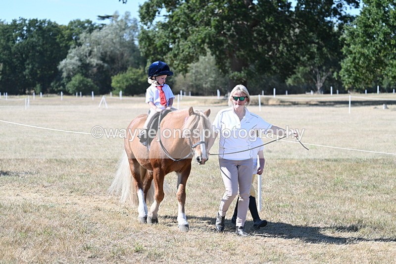 WJ7_1738 - Class 42 Most Handsome Gelding