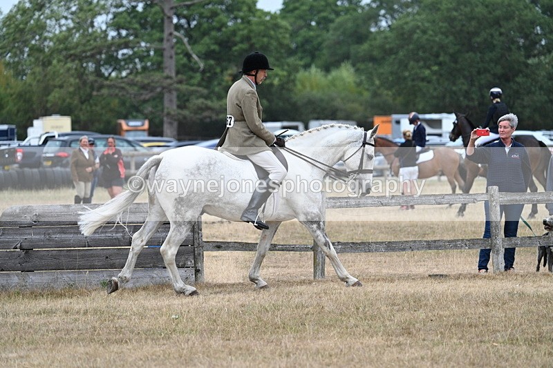 WJ7_0916 - Class 7 Riding Club Show Horse