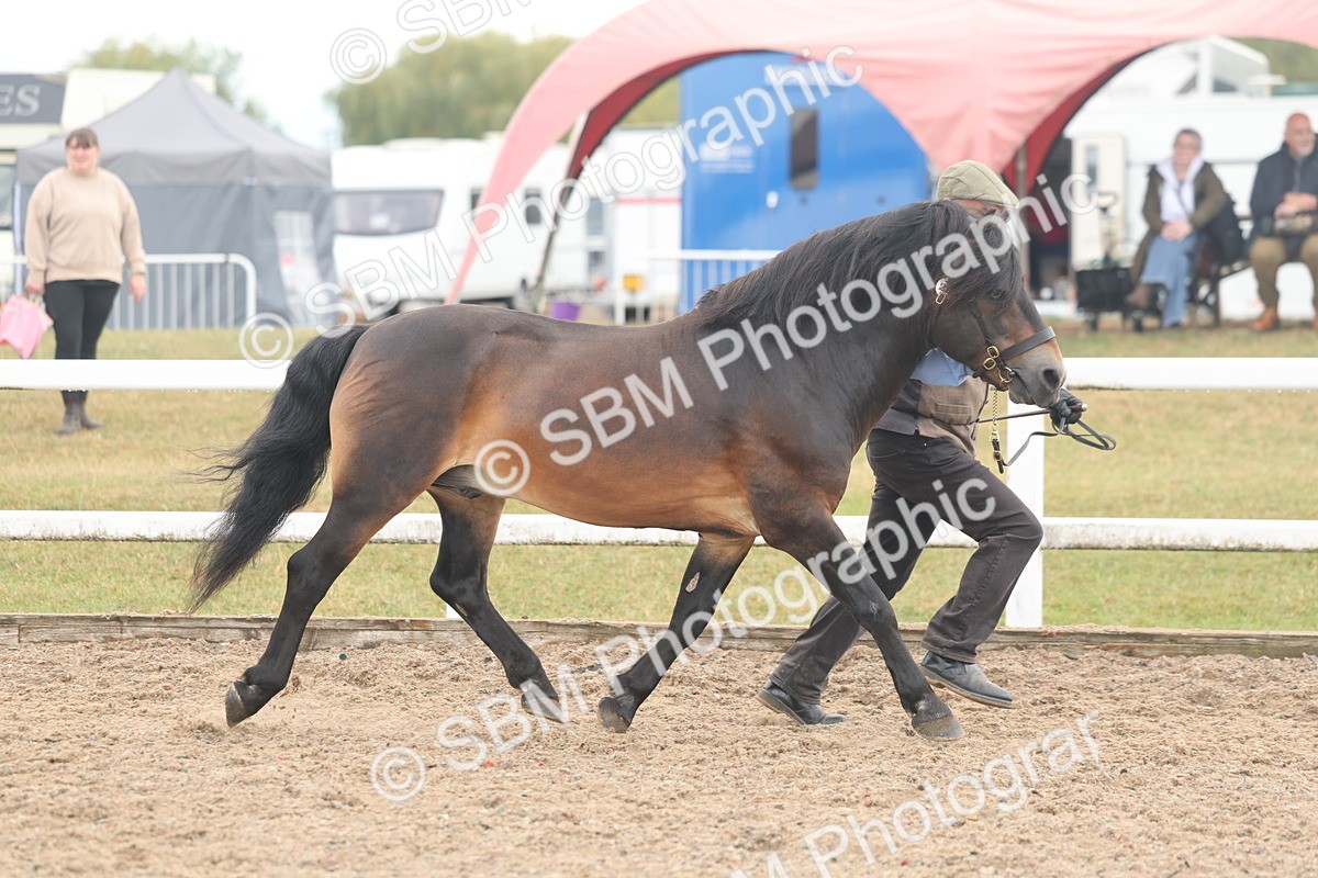 SBM_08474 - Class 29 - IH Veteran Pony