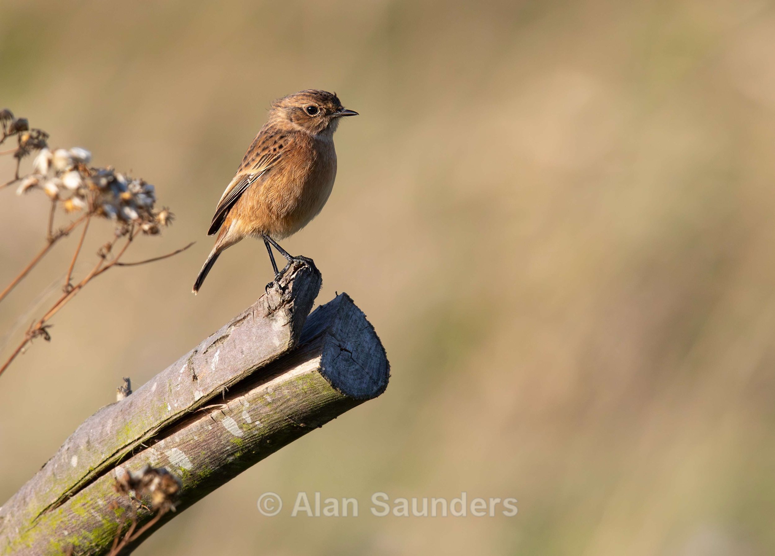 Stonechat 12