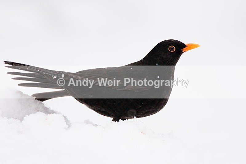 20100105-Garden 084 - Thrushes