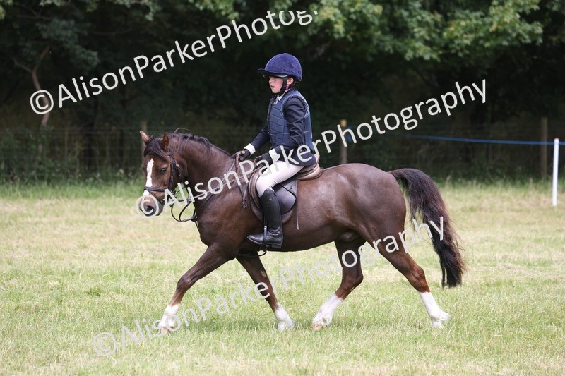 20260614-2802 - Class 22 - Open Working Hunter