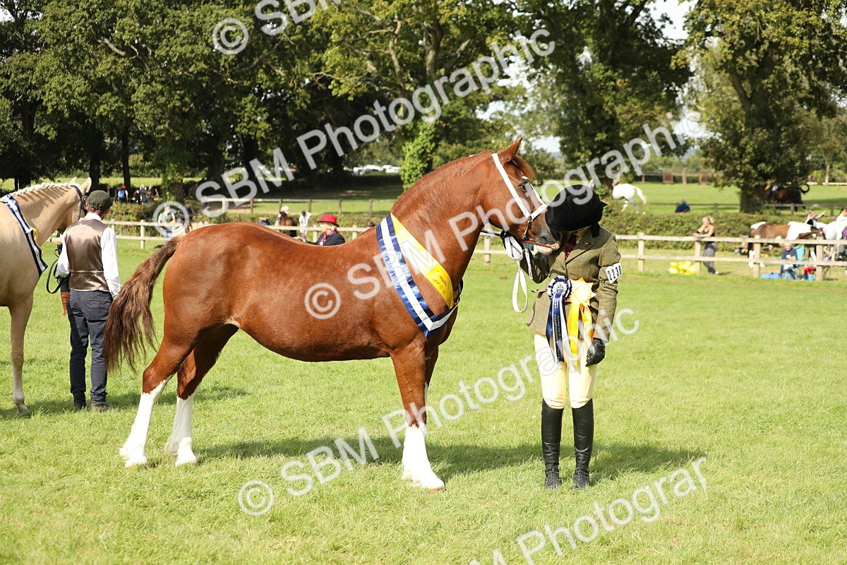 SBM_66378 - In Hand Pony & Youngstock Supreme Championship