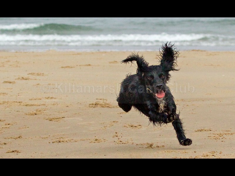 Freedom - JACKIE HALLAM