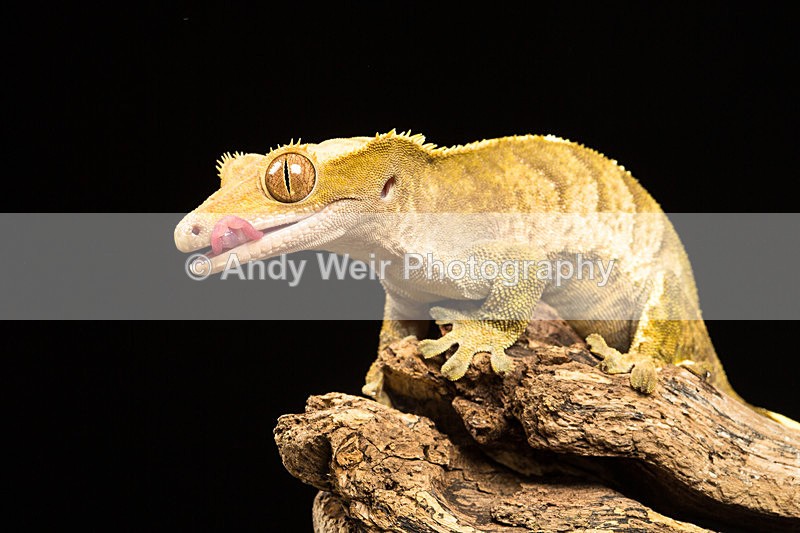 20140325-3K8A9356 - Lizards