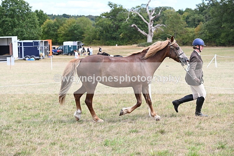 WJ6_5920 - Class 19 In-hand Veterans (Uploaded correct folder)