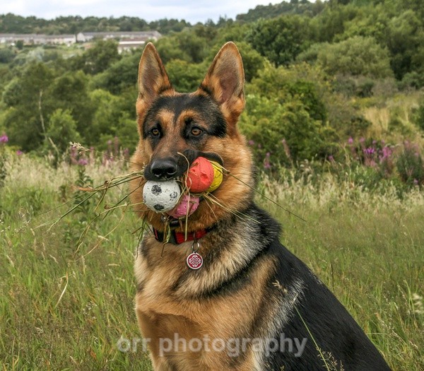 Tess - Dogs